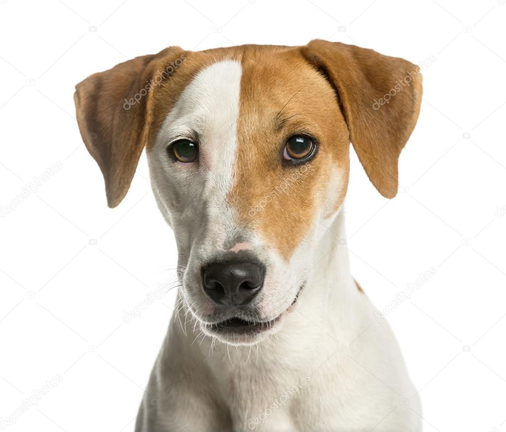 Close-up of a Jack Russell Terrier in front of a white backgroun