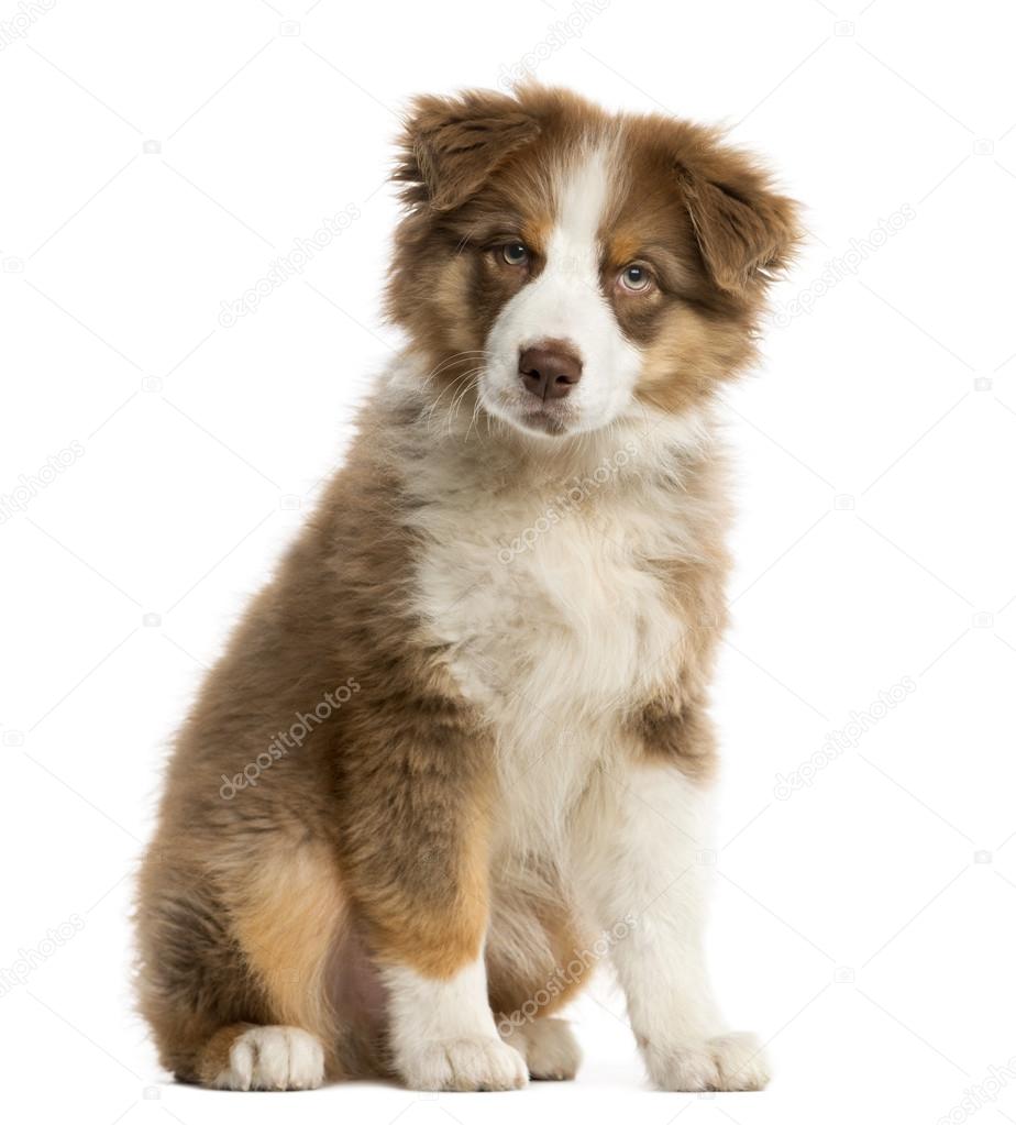 Australian Shepherd puppy sitting in front of a white background — Stock  Photo © lifeonwhite #100424336, image size:924x1023