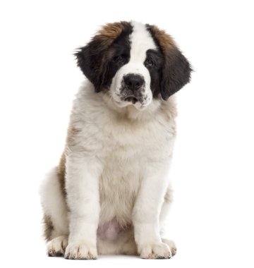 Saint Bernard köpek yavrusu üzerinde beyaz izole kamera bakıyor