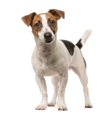 Jack Russell üzerinde beyaz izole kamera bakıyor