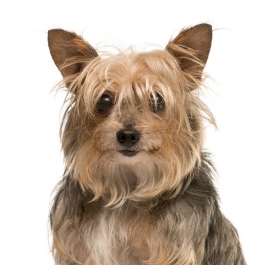 Bir Yorkshire Terrier üzerinde beyaz izole kapatmak