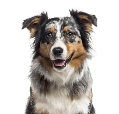 Avustralya üzerinde beyaz izole çoban köpeği, yakın çekim