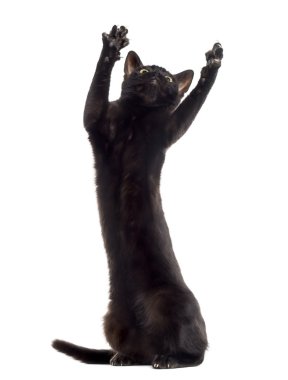 Kara kedi yavru kedi, beyaz izole pawing