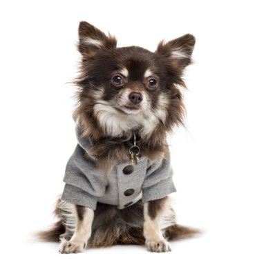 Chihuahua kameraya bakarak giymiş; beyaz izole