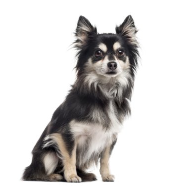 Chihuahua oturan ve üzerinde beyaz izole kamera bakıyor