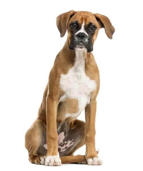 Boxer sitting in front of a white background — Stock Photo, Image