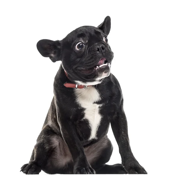 Scared dumb French Bulldog making a face, isolated on white — Stock Photo, Image