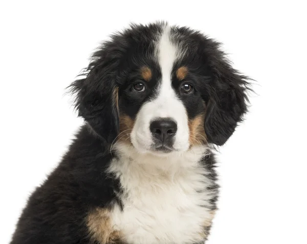 Nahaufnahme eines Berner Sennenhundewelpen vor einem weißen Bac — Stockfoto