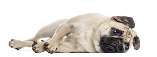 Gehinderd Pug liggend, geïsoleerde op wit — Stockfoto