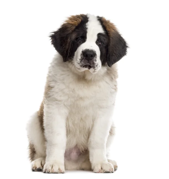 Saint-Bernard-Welpe blickt in die Kamera, isoliert auf weiß — Stockfoto