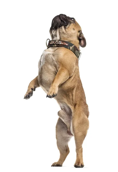 Bulldog francese sulle zampe posteriori, isolato su bianco — Foto Stock