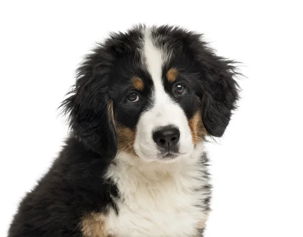 Close-up of a Bernese Mountain Dog puppy in front of a white bac — Stock Photo, Image