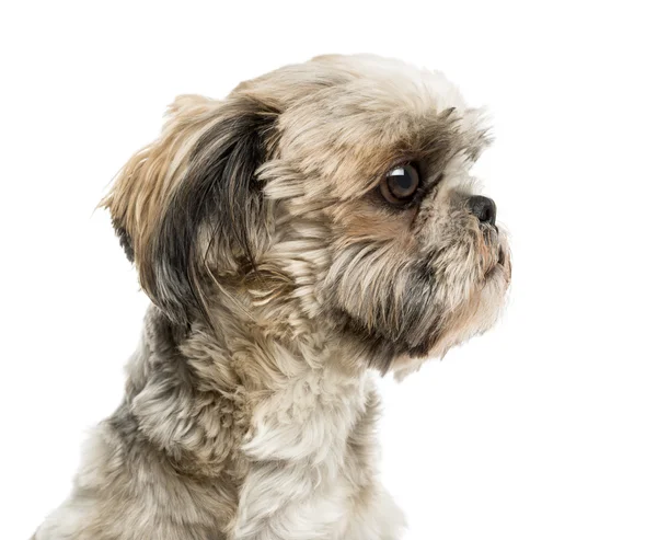 Close-up of a Shih Tzu in front of a white background — Stock Photo, Image