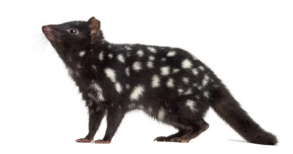 Quoll isolato su bianco — Foto Stock