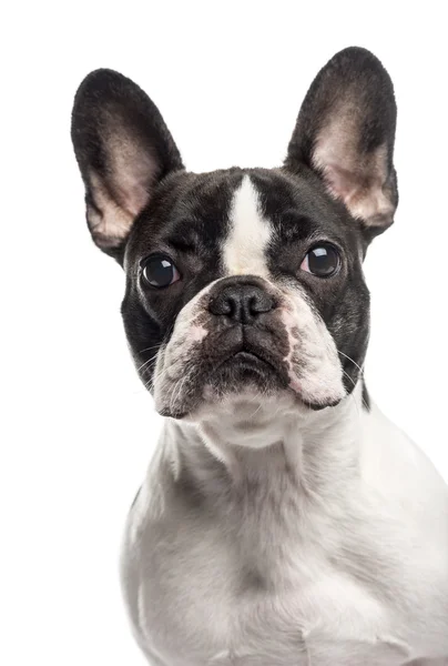 Gros plan d'un Bouledogue français, isolé sur blanc — Photo