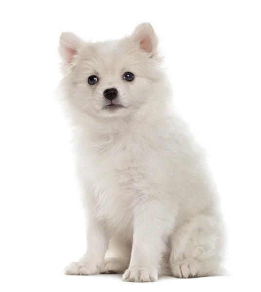 Duitse Spitz pup, kijken naar de camera geïsoleerd op wit — Stockfoto