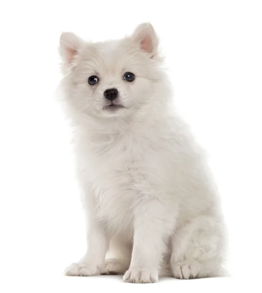 German Spitz valp tittar på kameran isolerad på vit — Stockfoto