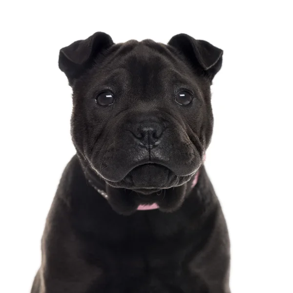 Close up de um cachorro Shar Pei isolado em branco — Fotografia de Stock