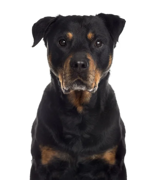 Fechar de um Rottweiler, isolado em branco — Fotografia de Stock