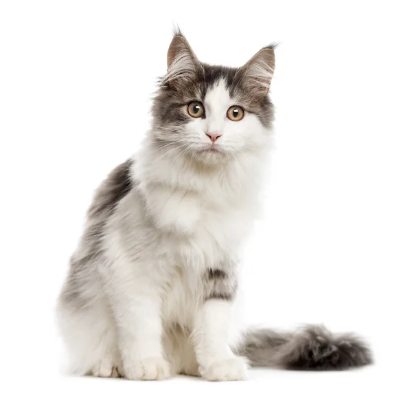 Maine Coon olhando para a câmera, isolado em branco — Fotografia de Stock