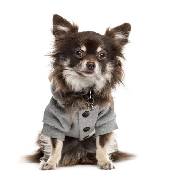 Chihuahua gekleidet in die Kamera blickend; isoliert auf weiß — Stockfoto