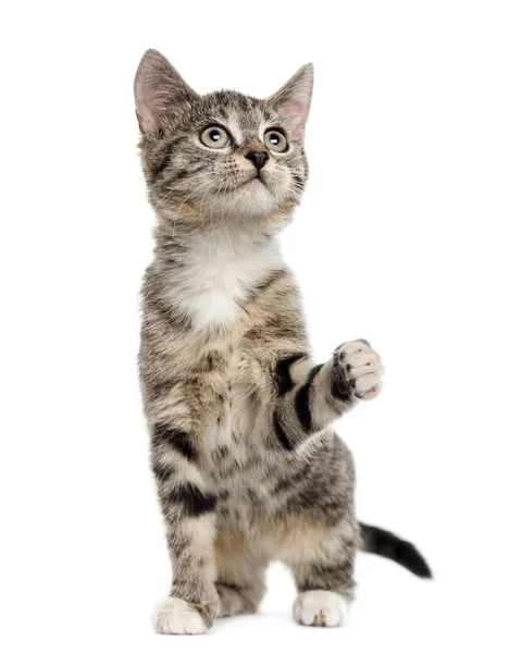 Европейский котенок Shorthair играет, изолированный на белом — стоковое фото
