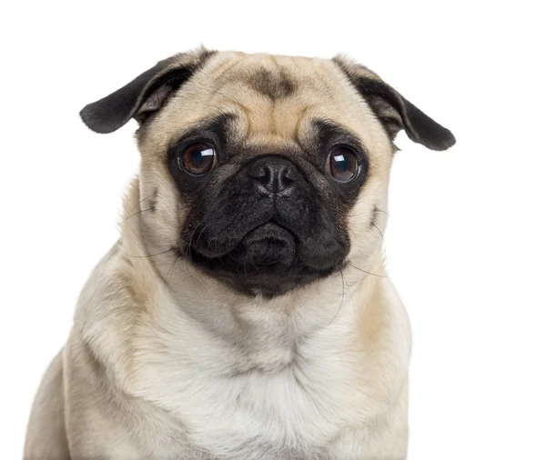 Close up of a Pug isolated on white — Stock Photo, Image