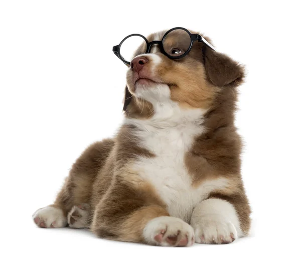 Австралийский щенок пастух в очках, изолированный на белом — стоковое фото