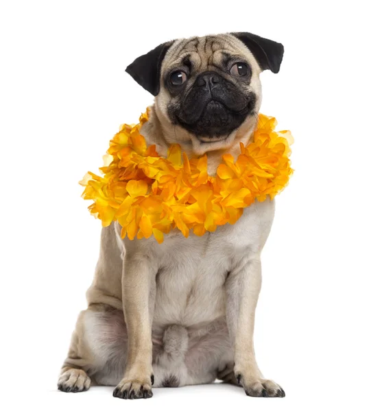 Mops verkleidet in die Kamera blickend, isoliert auf weiß — Stockfoto