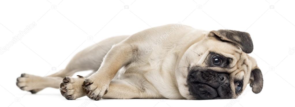 Bothered Pug lying down, isolated on white