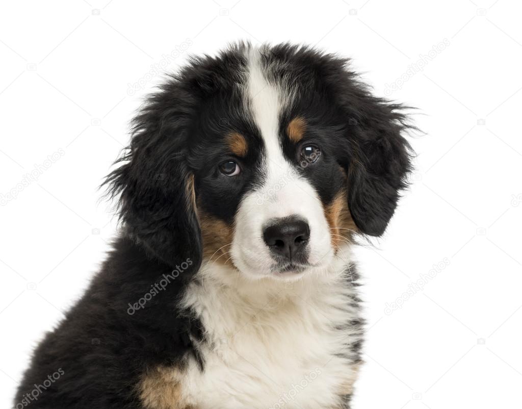 Close-up of a Bernese Mountain Dog puppy in front of a white bac