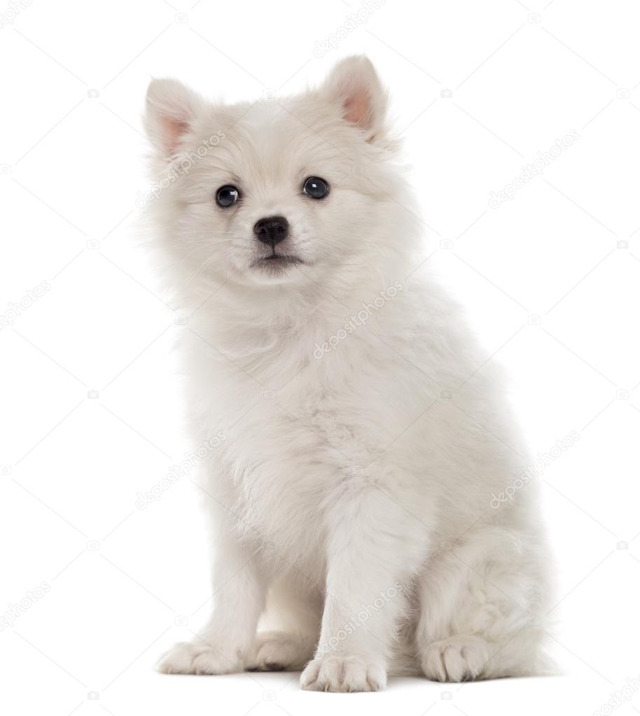 ドイツのスピッツの子犬白で隔離カメラ目線 ストック写真 C Lifeonwhite ドイツのスピッツの子犬白で隔離カメラ目線 ストック写真 C Lifeonwhite