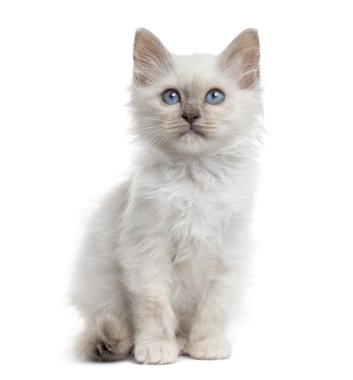 Birman kedi yavrusu oturan ön görünümü, beyaz izole