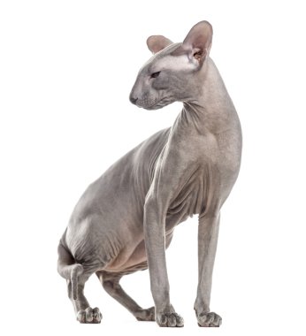 Peterbald, ayakta ve uzağa bakıyor, beyaz izole