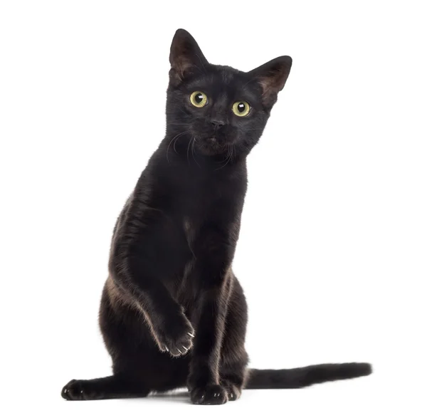 Gatito gato negro con una pata hacia arriba, aislado en blanco — Foto de Stock