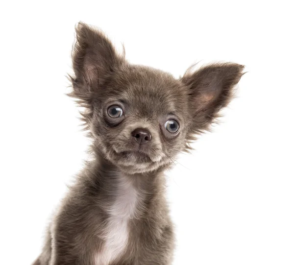 Nahaufnahme eines Chihuahua-Welpen isoliert auf weiß — Stockfoto