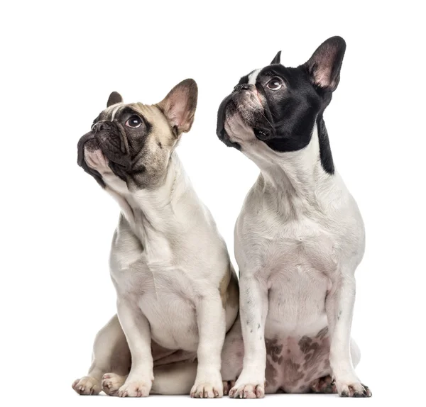 Paar französische Bulldoggen isoliert auf weiß — Stockfoto