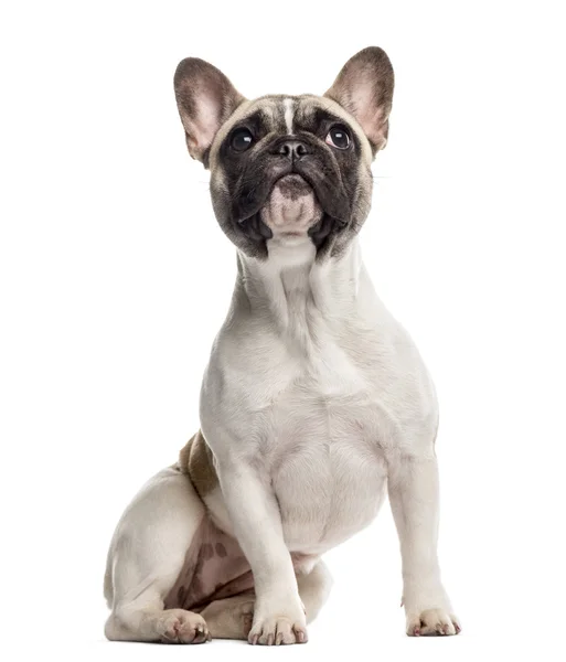 Fransız Bulldog oturma ve yukarı bakıyor, beyaz izole — Stok fotoğraf