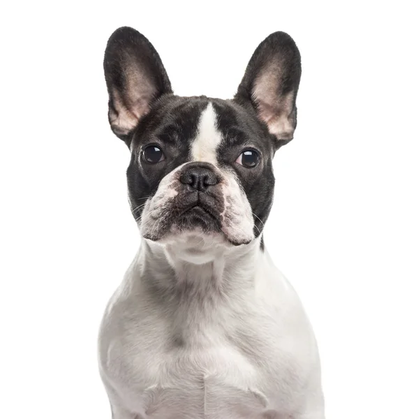 Close up of a French Bulldog, isolated on white — Stock Photo, Image