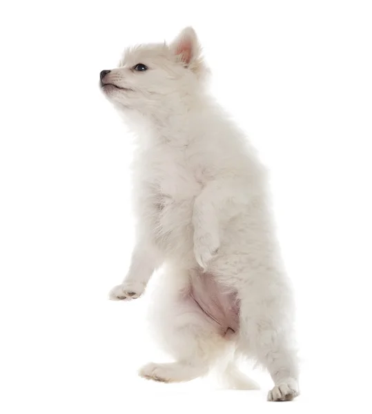 Cãozinho alemão Spitz em suas patas traseiras, isolado em branco — Fotografia de Stock