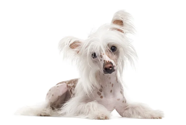 Chinese Crested Dog olhando para a câmera, isolado em branco — Fotografia de Stock