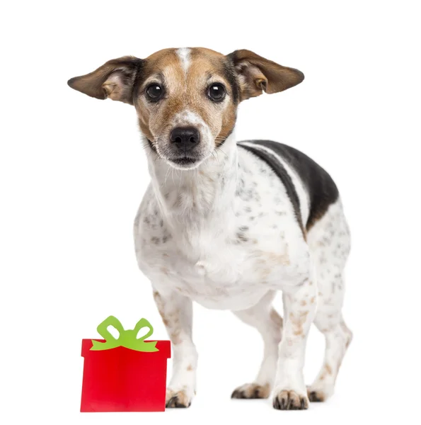 Jack Russell Terrier with a gift box isolated on white — Stock Photo, Image