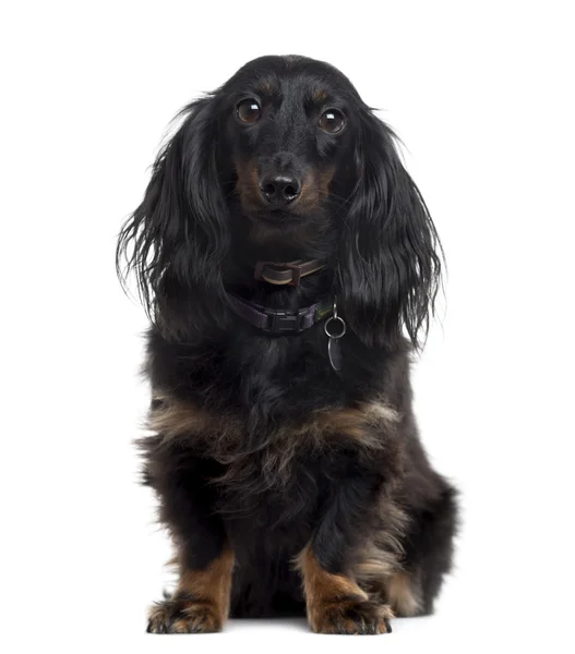 Dachshund regardant la caméra, isolé sur blanc — Photo