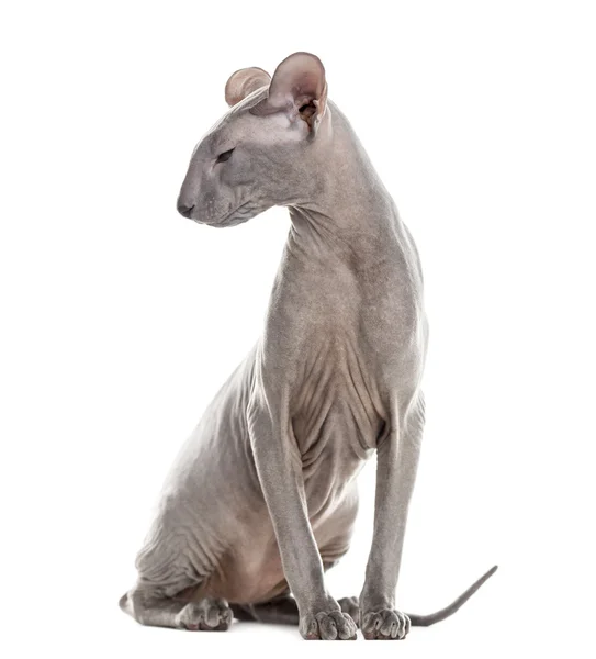 Peterbald sitter och tittar bort, isolerad på vit — Stockfoto