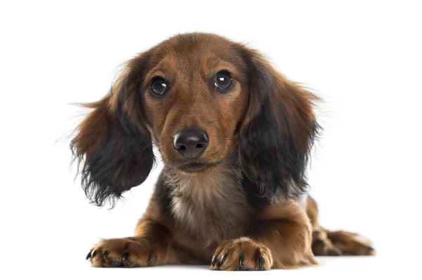 Dachshund valp tittar på kameran, isolerad på vitt — Stockfoto