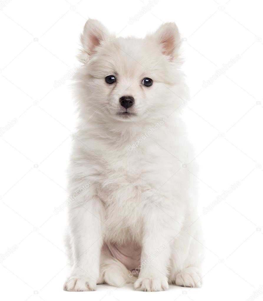 German Spitz Puppy Looking At The Camera Isolated On White Stock Photo By C Lifeonwhite