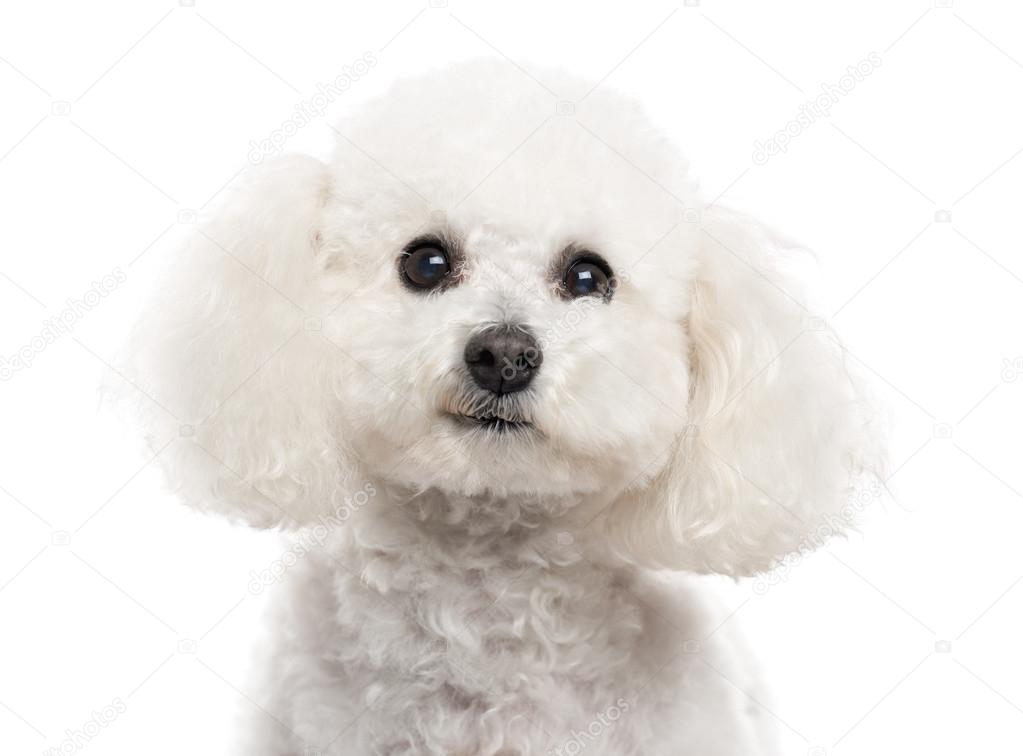 Close up of a Bichon Frise isolated on white