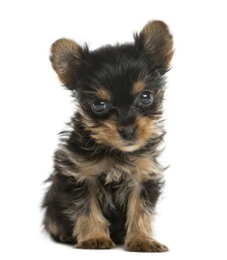 Beyaz bir arka plan önünde oturan yorkshire terrier köpek yavrusu