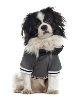 Crossbreed köpek beyaz izole giyinmiş
