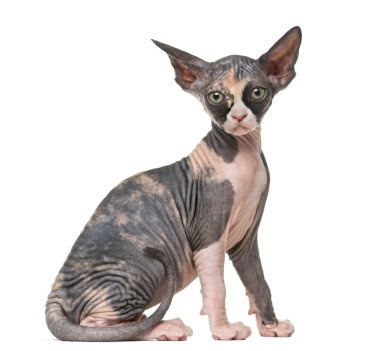 Sphynx yavru kedi üzerinde beyaz izole kamera bakıyor